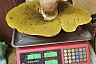 Саратовец на Кумысной поляне нашел килограммовый белый гриб